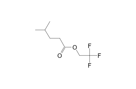 4-Methylpentanoic acid, 2,2,2-trifluoroethyl ester