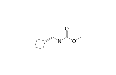 (N-Methoxycarbonylamino)methylenecyclobutane