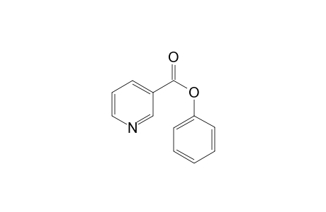 Nicotinic acid phenyl ester