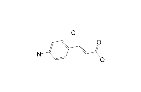 4-Aminocinnamic acid hydrochloride