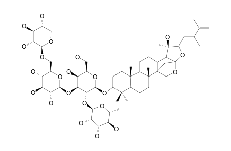 ZIZYPHOISID