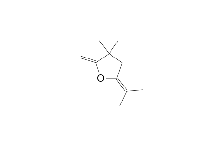 3,3-DIMETHYL-2-METHYLIDENE-5-ISOPROPYLIDENETETRAHYDROFURANE