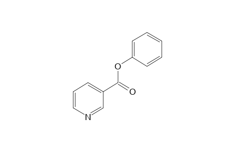 Nicotinic acid phenyl ester