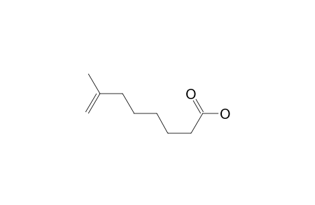 7-Methyl-7-octenoic acid