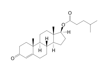 Testosterone isocaproate