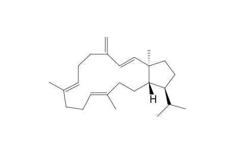 Sesterviolene G