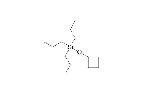 (Cyclobutyloxy)(tripropyl)silane