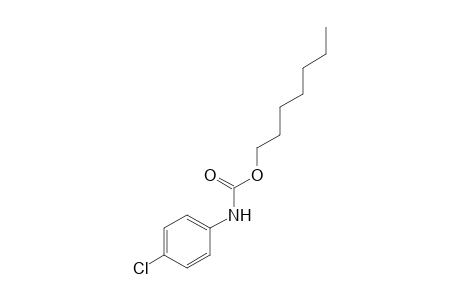 p-chlorocarbanilic acid, heptyl ester