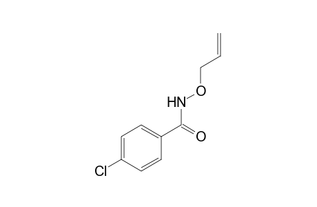 N-(allyloxy)-p-chlorobenzamide