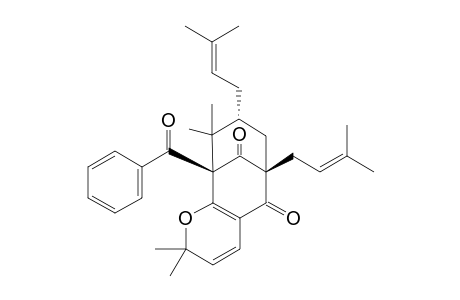 Plukenetione F