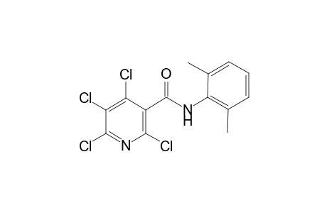 2,4,5,6-Tetrachloro-N-(2,6-dimethyl-phenyl)-nicotinamide