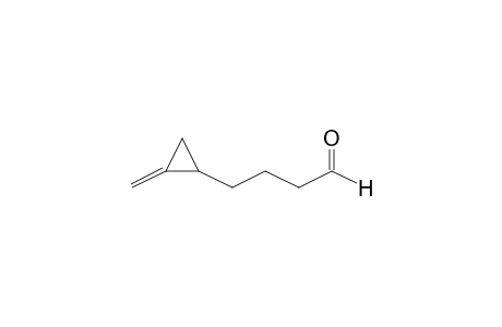 Butyraldehyde, 4-(methylenecyclopropyl)-