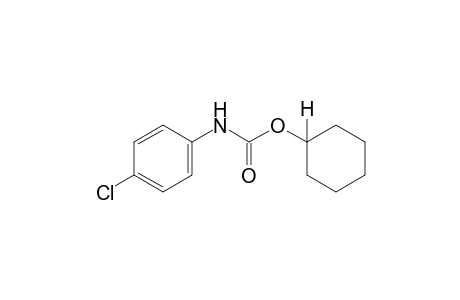 p-chlorocarbanilic acid, cyclohexyl ester