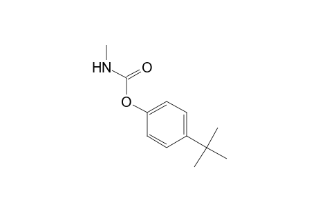 methylcarbamic acid, p-tert-butylphenyl ester