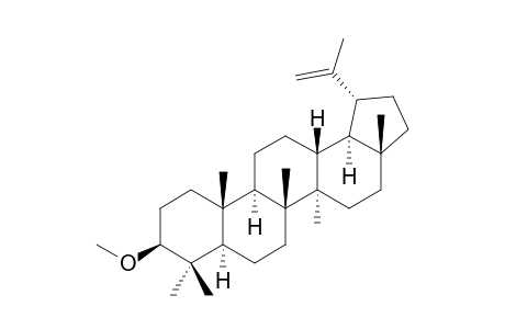 LUPEOL,3-METHYLETHER