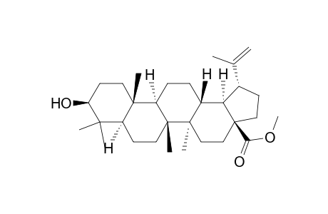 Methyl betulinate