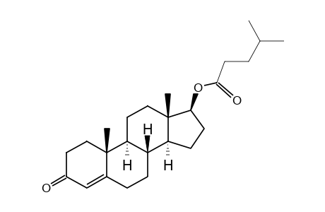 Testosterone isocaproate