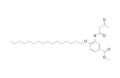 3-acetoacetamido-4-(hexadecyloxy)benzoic acid, methyl ester