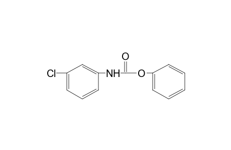 m-chlorocarbanilic acid, phenyl ester