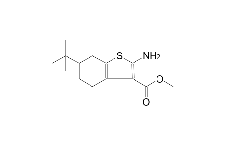 methyl 2-amino-6-tert-butyl-4,5,6,7-tetrahydro-1-benzothiophene-3-carboxylate