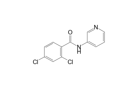 2,4-dichloro-N-3-pyridylbenzamide