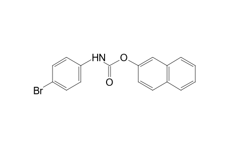 p-Bromocarbanilic acid, 2-naphthyl ester