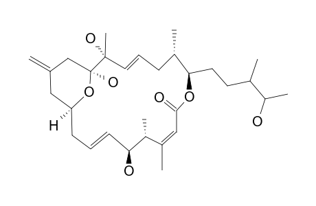 IRIOMOTEOLIDE_1C