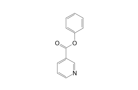 Nicotinic acid phenyl ester