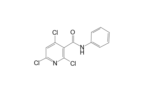 2,4,6-Trichloro-N-phenyl-nicotinamide