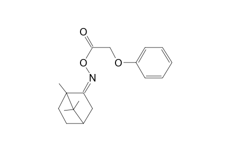 Acetic acid, 2-phenoxy-, (1,7,7-trimethylbicyclo[2.2.1]hept-2-ylidenamino) ester