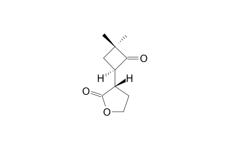 REL-(3R)-(REL-(1R)-3,3-DIMETHYL-2-OXO-CYCLOBUTYL)-DIHYDROFURAN-2(3H)-ONE