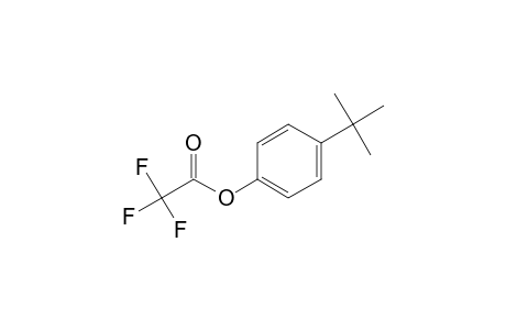 4-Tert-butylphenol, trifluoroacetate