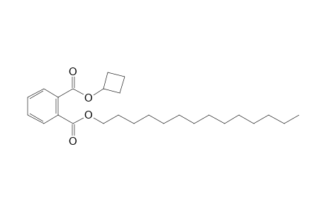 Phthalic acid, cyclobutyl tetradecyl ester