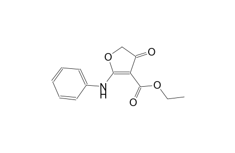 5-Phenylamino-2,3-didehydro-3(2H)-furanone-4-carboxylic acid, ethyl ester