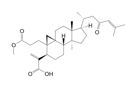 CARINATIN_E