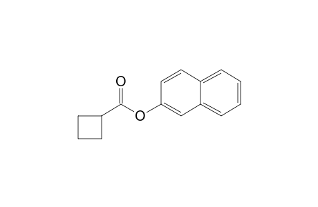 Cyclobutanecarboxylic acid, 2-naphthyl ester