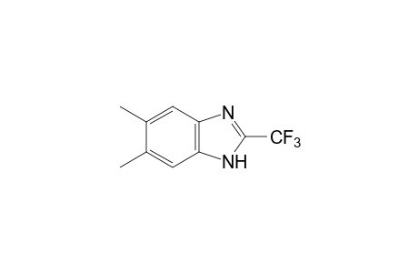 5,6-dimethyl-2-(trifluoromethyl)benzimidazole