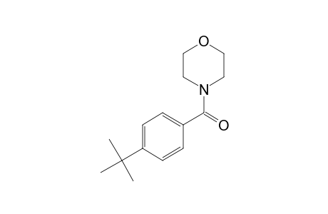 4-(p-tert-BUTYLBENZOYL)MORPHOLINE