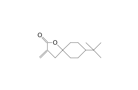cis-8-tert.-Butyl-3-methylen-1-oxaspiro-[4.5]-decan-2-on