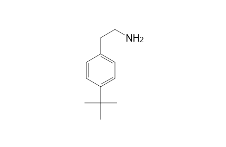 Phenethylamine, p-tert-butyl-