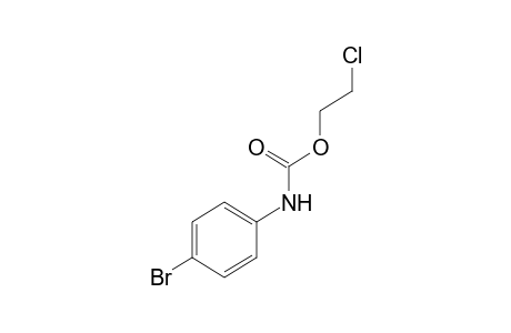 p-bromocarbanilic acid, 2-chloroethyl ester