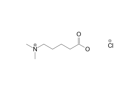 5-(dimethylamino)valeric acid, hydrochloride