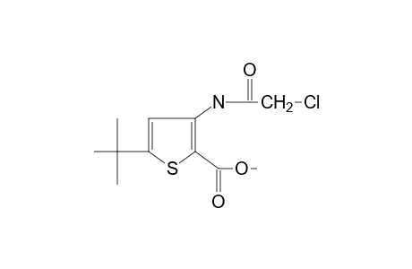 5-tert-butyl-3-(2-chloroacetamido)-2-thiophenecarboxylic acid, methyl ester