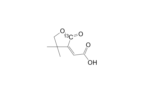 (Z)-4,4-DIMETHYL-2-OXOTETRAHYDRO-(2-13C)-FURAN-3-YLIDENEACETIC-ACID