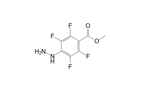 4-hydrazino-2,3,5,6-tetrafluorobenzoic acid, methyl ester