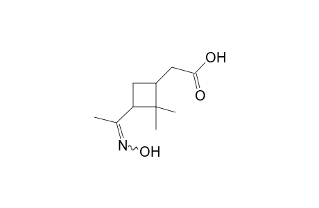 3-acetyl-2,2-dimethylcyclobutaneacetic acid, oxime