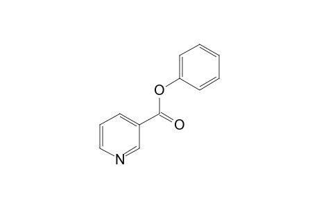 Nicotinic acid phenyl ester