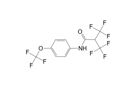3,3,3-Trifluoro-N-(4-trifluoromethoxy-phenyl)-2-trifluoromethyl-propionamide