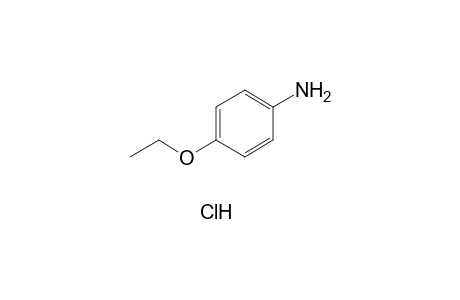 p-phenetidine, hydrochloride