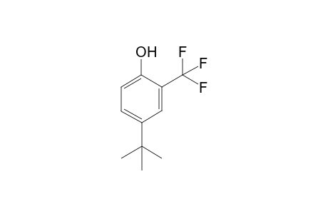 4-tert-Butyl-2-trifluoromethylphenol